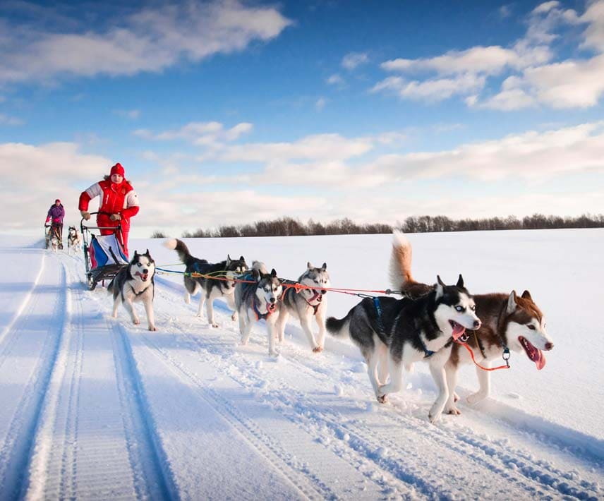 Séjour sportif dans le Vercors - chiens de traineaux - Le Piroulet