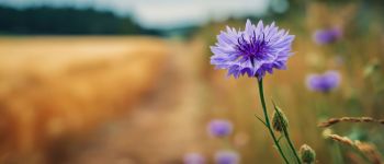 sejour-botanique-vercors-village-vacances-le-piroulet-nature